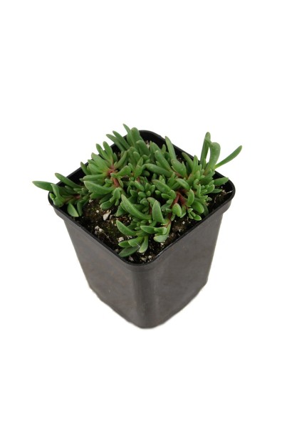 Делосперма Sundella Red в контейнері 0,5 л